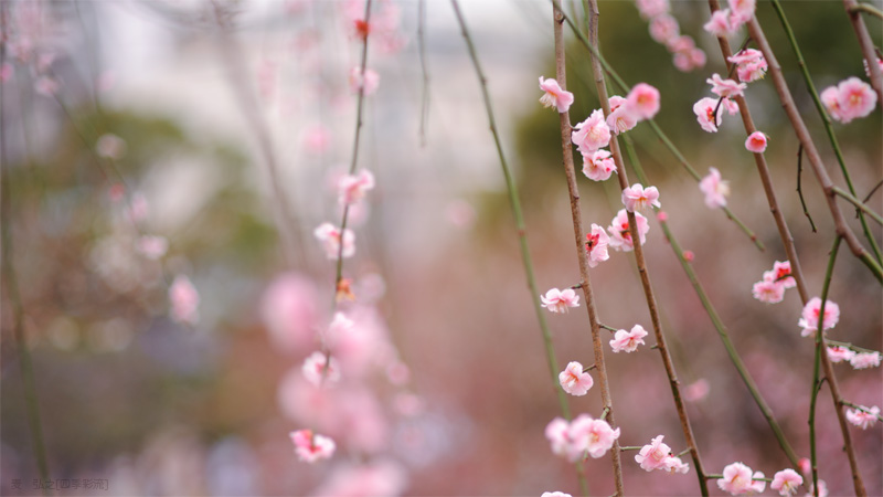 今月の壁紙