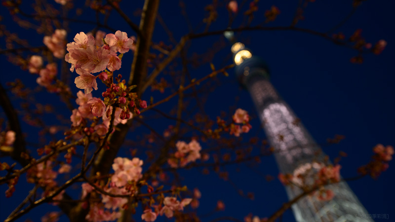 今月の壁紙